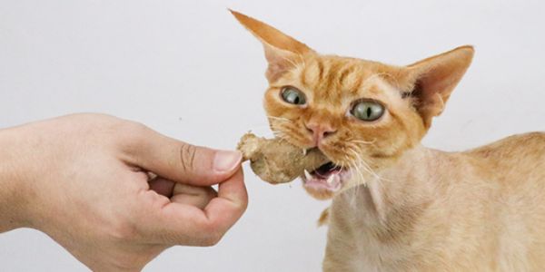 贵州成年猫猫零食好评,猫零食