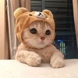 嗨森