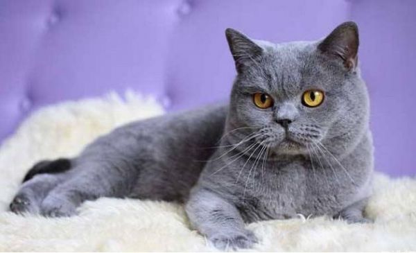 <a href=https://www.vso.com.cn/ target=_blank class=infotextkey>猫咪</a>产后护理！猫咪生完<a href=https://www.vso.com.cn/ target=_blank class=infotextkey>小猫</a>后要如何照顾？