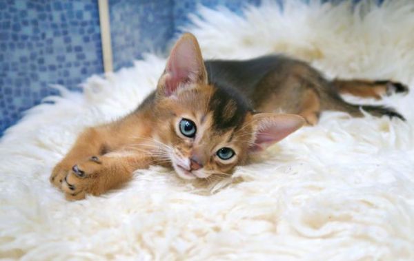 猫咪产后护理！猫咪生完小猫后要如何照顾？