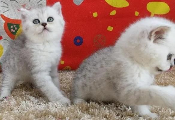 猫咪产后护理！猫咪生完小猫后要如何照顾？