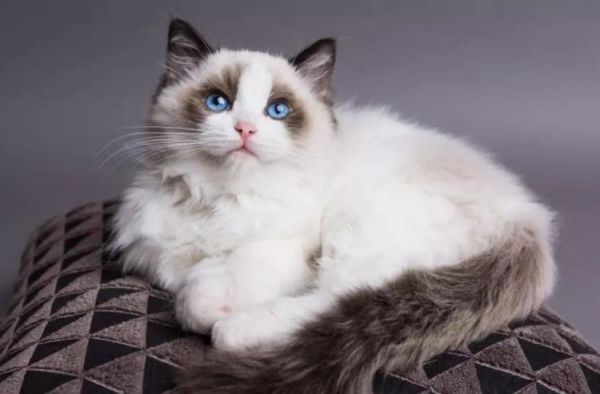 猫咪产后护理！猫咪生完小猫后要如何照顾？