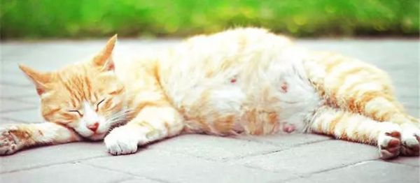 母猫怀孕期间会有什么征兆？