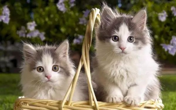 母猫怀孕期间会有什么征兆？