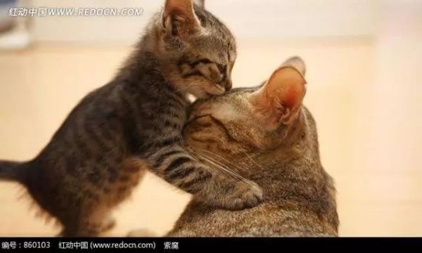 母猫怀孕期间会有什么征兆？