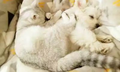 母猫怀孕期间会有什么征兆？