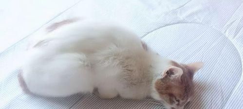猫咪瘫痪的护理方法（宠物猫瘫痪后如何应对）