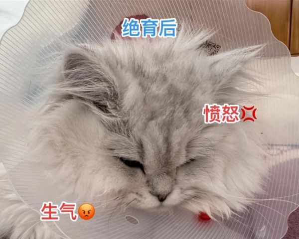 猫咪绝育的最佳时间及照顾方法（了解猫咪绝育的最佳时间和细心照顾你的宠物）