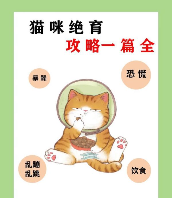 猫咪绝育的最佳时间及照顾方法（了解猫咪绝育的最佳时间和细心照顾你的宠物）