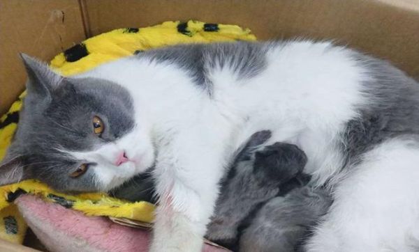 母猫产仔后的照顾方法（如何帮助母猫顺利照顾好小猫）