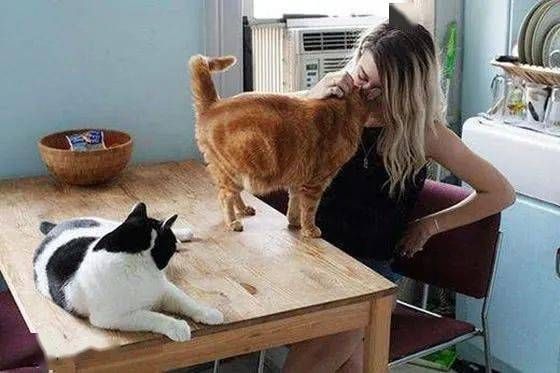 如何正确地照顾好家里的猫咪呢?