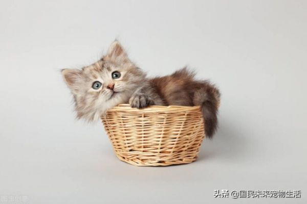 刚出生的小猫要如何照顾?人工喂养能养活吗?养猫人必看