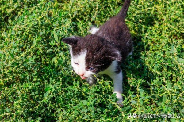 刚出生的小猫要如何照顾?人工喂养能养活吗?养猫人必看