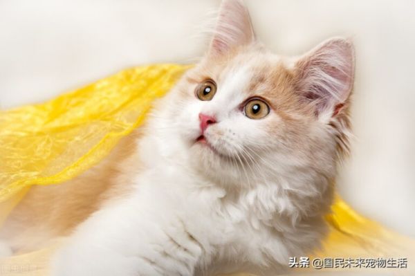 刚出生的小猫要如何照顾?人工喂养能养活吗?养猫人必看