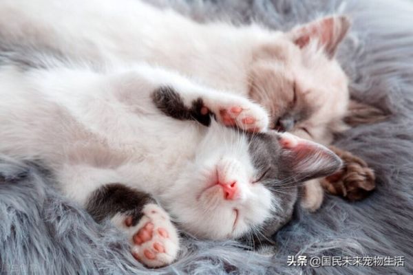 刚出生的小猫要如何照顾?人工喂养能养活吗?养猫人必看