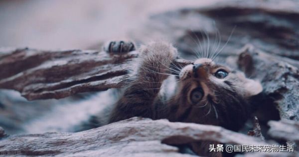 刚出生的小猫要如何照顾?人工喂养能养活吗?养猫人必看