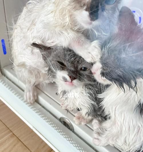 猫咪的洗澡需求（宠物爱护从洗澡开始）