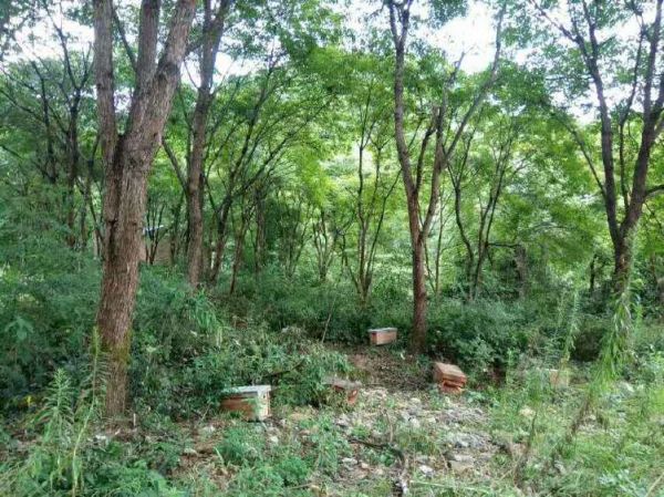 井冈山原生态 阿龙家的土蜂蜜 树参蜜 纯天然 无添加 零污染 手工蜂蜜示例图4