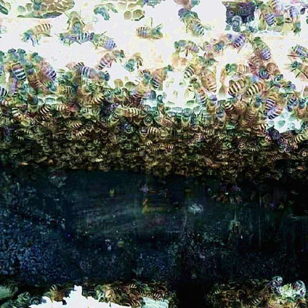 井冈山原生态 阿龙家的土蜂蜜 树参蜜 纯天然 无添加 零污染 手工蜂蜜示例图6