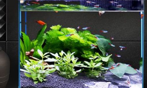 元族水族宠物发布智能生态缸，以科技守护水族文化传承