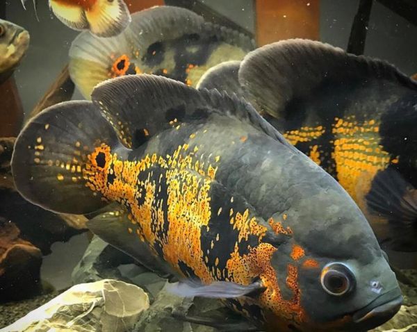 以地图鱼和金鱼混养的养殖技巧（打造生态和谐水族小天地，实现鱼儿共生共荣）