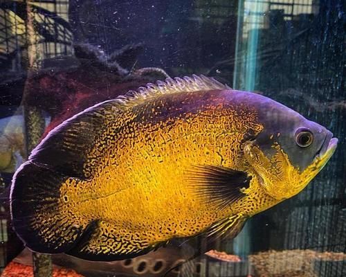 以地图鱼和金鱼混养的养殖技巧（打造生态和谐水族小天地，实现鱼儿共生共荣）