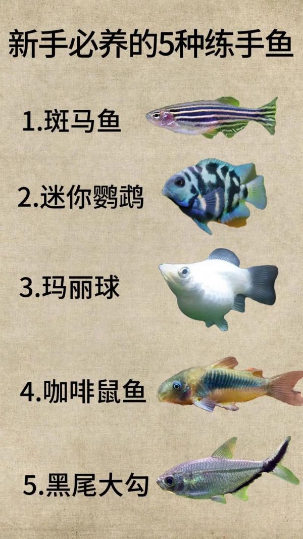 鱼可以怎么养