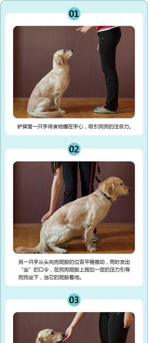 如何基础训练你的宠物狗（掌握这些基础要点，让你的狗狗变得更听话）
