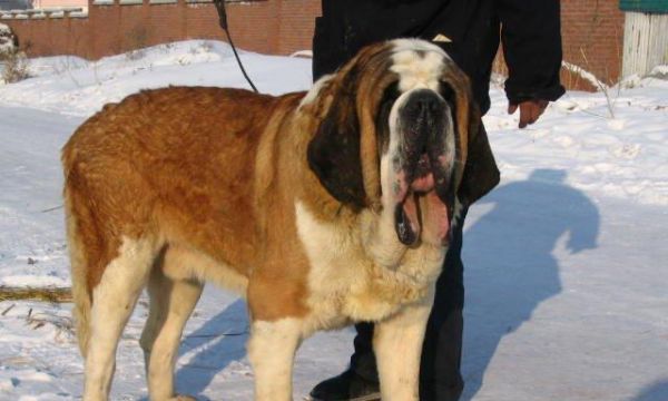 训练圣伯纳犬的完全指南（从基础训练到高级技能，成为一位出色的圣伯纳犬训练师）
