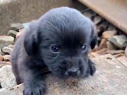 呆萌爱犬 萌物推荐 宠物星人