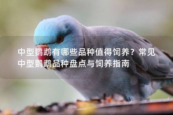 中型鹦鹉有哪些品种值得饲养？常见中型鹦鹉品种盘点与饲养指南