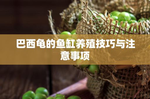 巴西龟的鱼缸养殖技巧与注意事项