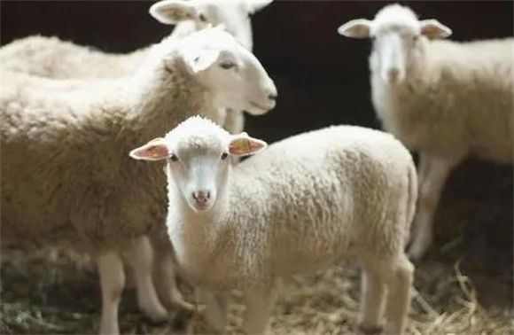 养羊知识拓展：绵羊的生活习性如何？