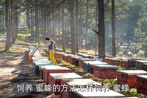 饲养 蜜蜂的方法怎样饲养 蜜蜂