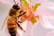 蜜蜂的蜂王死了还可以继续养吗