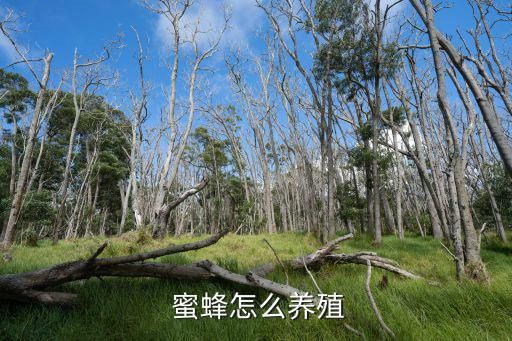  蜜蜂怎么养殖