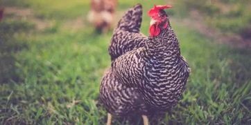 养鸭技巧分享,猫粮之外,宠物饮食知多少