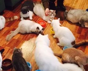 养鸭技巧分享,猫粮之外,宠物饮食知多少