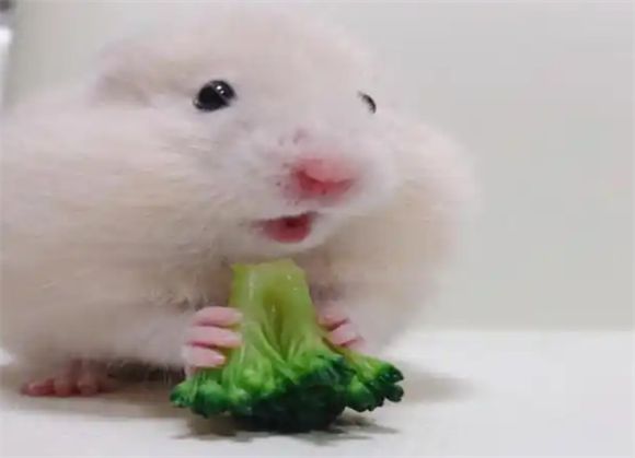 新手养仓鼠必看！仓鼠小白的保姆级攻略来啦！