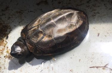 墨龟吃什么：解锁多样化饮食菜单