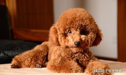 幼犬到成犬,泰迪饮食过渡指南