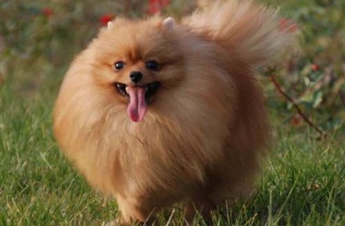 科学喂养，博美犬健康饮食指南