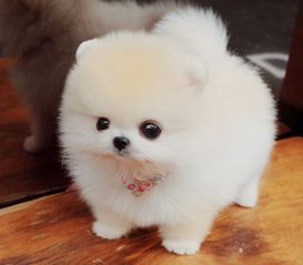 科学喂养,博美犬健康饮食指南