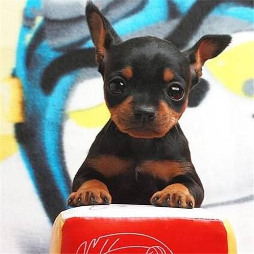 小鹿犬成年饮食量指南