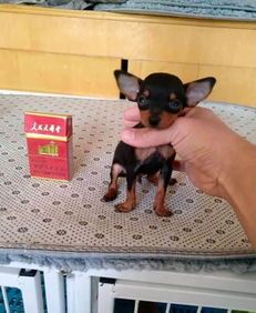 小鹿犬成年饮食量指南