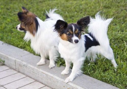 蝴蝶犬营养健康饮食指南