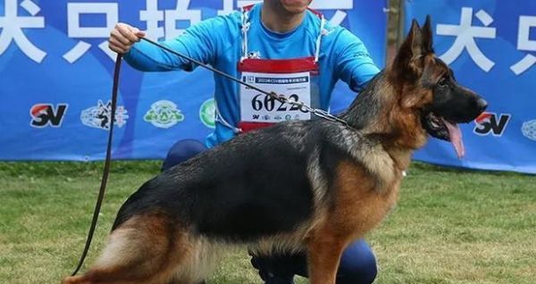 以德牧五个月喂养指南（宠物狗的健康成长与饮食需求）