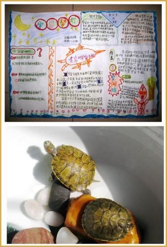 我喜欢的小乌龟手抄报手抄报版面设计图