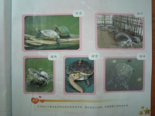 小乌龟观察报告手抄报 手抄报模板大全