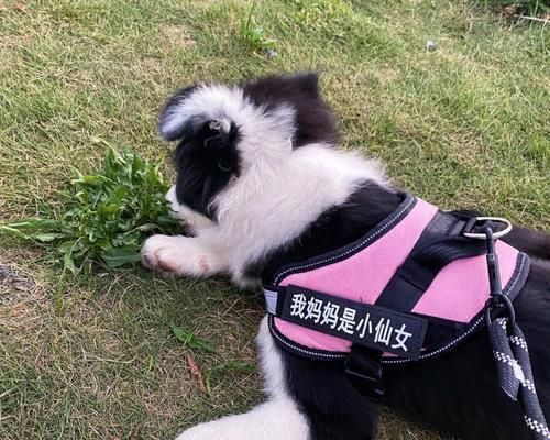 教你如何训练狗狗在家小便——宠物主人必备技能（从适龄开始，从科学方法入手，让你的狗狗顺利掌握在家小便的技能）